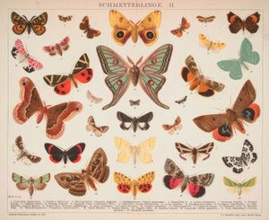 Borboletas. II de A. Reichert