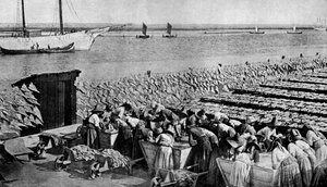 Quantidades de bacalhau que secam ao sol em Aveiro, na foz do Vouga, Portugal, c1930s