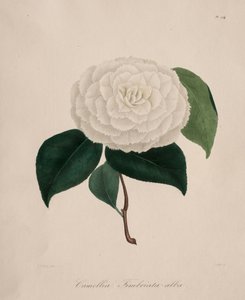 Iconografia do gênero camélia: No. 194, 1839-1843. de Abbé Laurent Berlèse