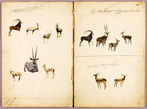 Antílopes, dossier de estudo para o livro Concealing Coloration in the Animal Kingdom de Abbott Handerson Thayer