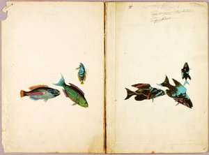 PEIXES, pasta de estudos para o livro Concealing Coloration in the Animal Kingdom de Abbott Handerson Thayer