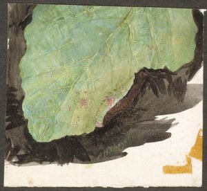 Heterocampa biundata, Walker, estudo para o livro «Concealing Coloration in the Animal Kingdom»