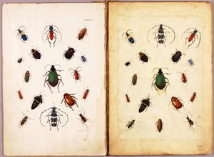INSECTOS - Escaravelhos coloridos, paisagem, pasta de estudos para o livro Concealing Coloration in the Animal Kingdom de Abbott Handerson Thayer