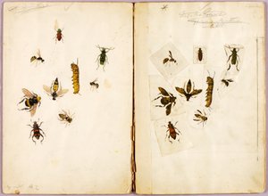 Insetos - coloridos, pasta de estudos para o livro Concealing Coloration in the Animal Kingdom de Abbott Handerson Thayer