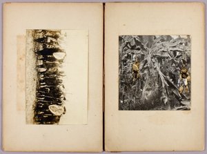 Maoris e outros selvagens, pasta de estudos para o livro Concealing Coloration in the Animal Kingdom de Abbott Handerson Thayer