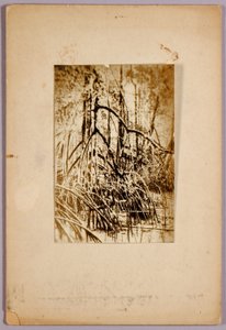 Fotografia de um pântano, pasta de estudo para o livro Concealing Coloration in the Animal Kingdom de Abbott Handerson Thayer