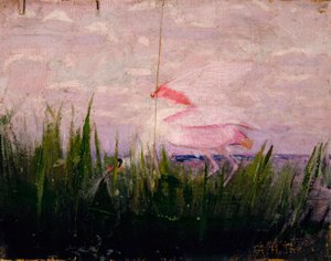 Colhereiro rosado, estudo para o livro Concealing Coloration in the Animal Kingdom de Abbott Handerson Thayer