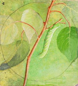Sphinx Caterpillar, estudo para o livro Concealing Coloration in the Animal Kingdom, s.d. de Abbott Handerson Thayer