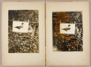 Stencil Ducks, dossier de estudo para o livro Concealing Coloration in the Animal Kingdom de Abbott Handerson Thayer