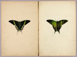 Traça-urânia, pasta de estudos para o livro «Coloração protectora no reino animal» de Abbott Handerson Thayer