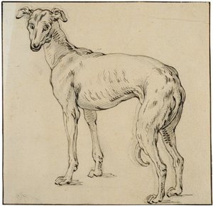 Galgo