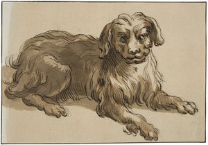 Cão de pêlo comprido