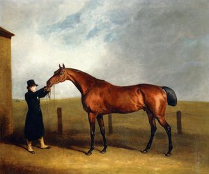 Trufa de Colt Bay do Coronel Udny por Feiticeiro Realizada por um Noivo, 1815