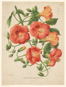 Bignonia
Tecoma (bignonia) grandiflora (título sobre o objecto) de Abraham Jacobus Wendel