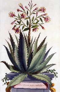 Aloe Serrata major umbellifera, de &39;Phytographia Curiosa&39;, publicado em 1702