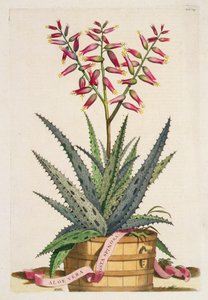 Aloe Vera Costa Spinosa, de 