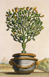 Opuntia Maior Augustifolia, da Phytographia Curiosa, publicou 1702