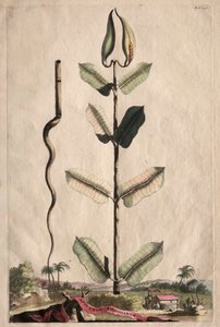Phytographia curioso: Espalhando virginianum.