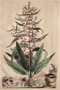 Phytographia curiosa: verdades antigas britânicas.