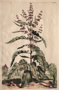 Fitografia Curiosa: Lapathum Longifolium Curlum de Abraham Munting