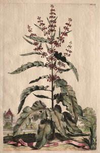 Phytographia Curiosa: Lapathum Longifolium Crispum. de Abraham Munting