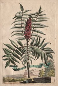 Phytographia Curiosa: Árvore de sumagre de Abraham Munting