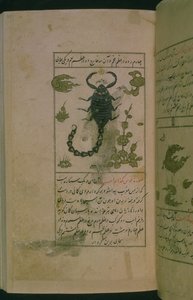 Constelações do zodíaco: Escorpião, o Escorpião, de Talim dar marifat i taqvuim, 1498 (903 Hijra) (tinta) de Abu Jafar al Tabari