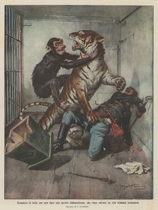 Mais doméstico lutando com um tigre ainda não domado, que é resgatado por um macaco chimpanzé