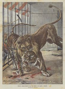 Luta feroz entre um tigre e um leão em Florença