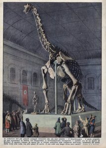 Instalação num museu em Berlim, Alemanha, de um esqueleto de braquiosauro descoberto por um cientista em África. Ilustração de Achilles Beltrame em "La domenica del corriere" de 12/12/1937 de Achille Beltrame
