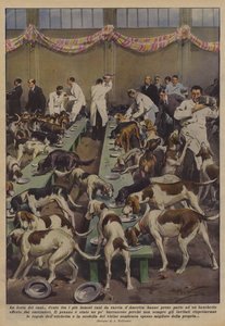 A festa dos cachorros
