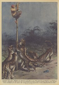 O cerco dos tigres
