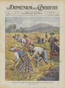 Libera Mietitura em Libero Stato, Venha Essa Si E Iniziata em Molta Campagne DItalia