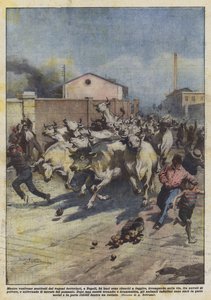 Quando foram descarregados de vagões ferroviários, em Nápoles, 24 bois conseguiram escapar