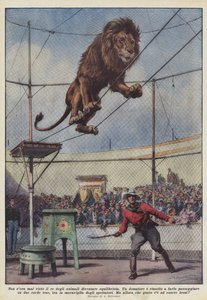 Nunca à noite o rei dos animais se tornou um equilibrista