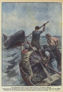 Uma batalha dramática com um tigre do mar