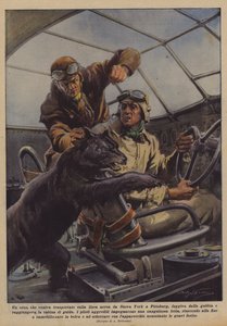 Um urso, sendo transportado na companhia aérea de Nova York para Pittsburg, estava fugindo da gaiola