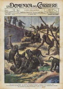 Uma guerra de macacos