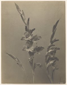 [Gladiolus] de Achille Quinet