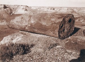 O Grande Canhão de Troncos na Floresta Petrificada de Adam Clark Vroman