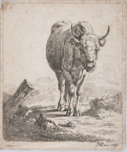 Uma vaca, vista de frente, 1805.