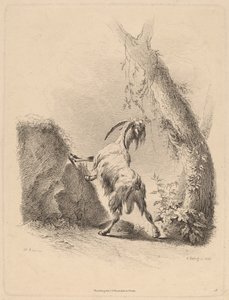 Cabra em uma paisagem, 1805. de Adam von Bartsch