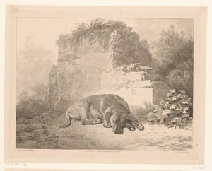 Cão adormecido em frente a uma parede
Animais após pinturas de mestres holandeses (título da série)
Différens animaux gravés d