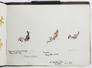 Caderno de Desenhos e Notas, América do Norte e do Sul (incluindo México) de Adela Breton
