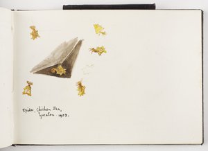 Caderno de Desenhos de Tinta e Grafite e Aquarela de Adela Breton