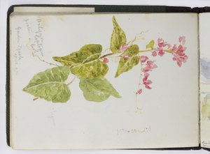 Caderno de desenhos de aquarelas, desenhos e notas, México,1896-1898 (aquarela) de Adela Breton