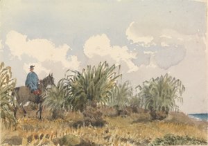 Erva de Tussac, Ilhas Falkland
