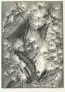 Balé Milkweed de Adolf Ernst Meissner