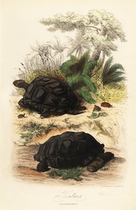 Tartaruga gigante de Aldabra, Aldabrachelys gigantea, vulnerável