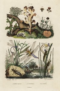 Chaser, skimmer e líquens.,1834-1839 (gravura) de Adolph (after) Fries